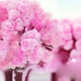 thumbnail image 3 of Cherry Blossom Magic Growing Tree Kit With Base Container And 3-4 Salt Water Packs (30Ml Total) - Grows In 24 Hours, Festive Tabletop Decoration - For Kids, Home, Office, Party,, 3 of 9