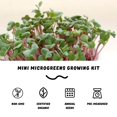 thumbnail image 4 of Kit de cultivo Microgreens Mountain Valley Arugula Organic, 4 of 7
