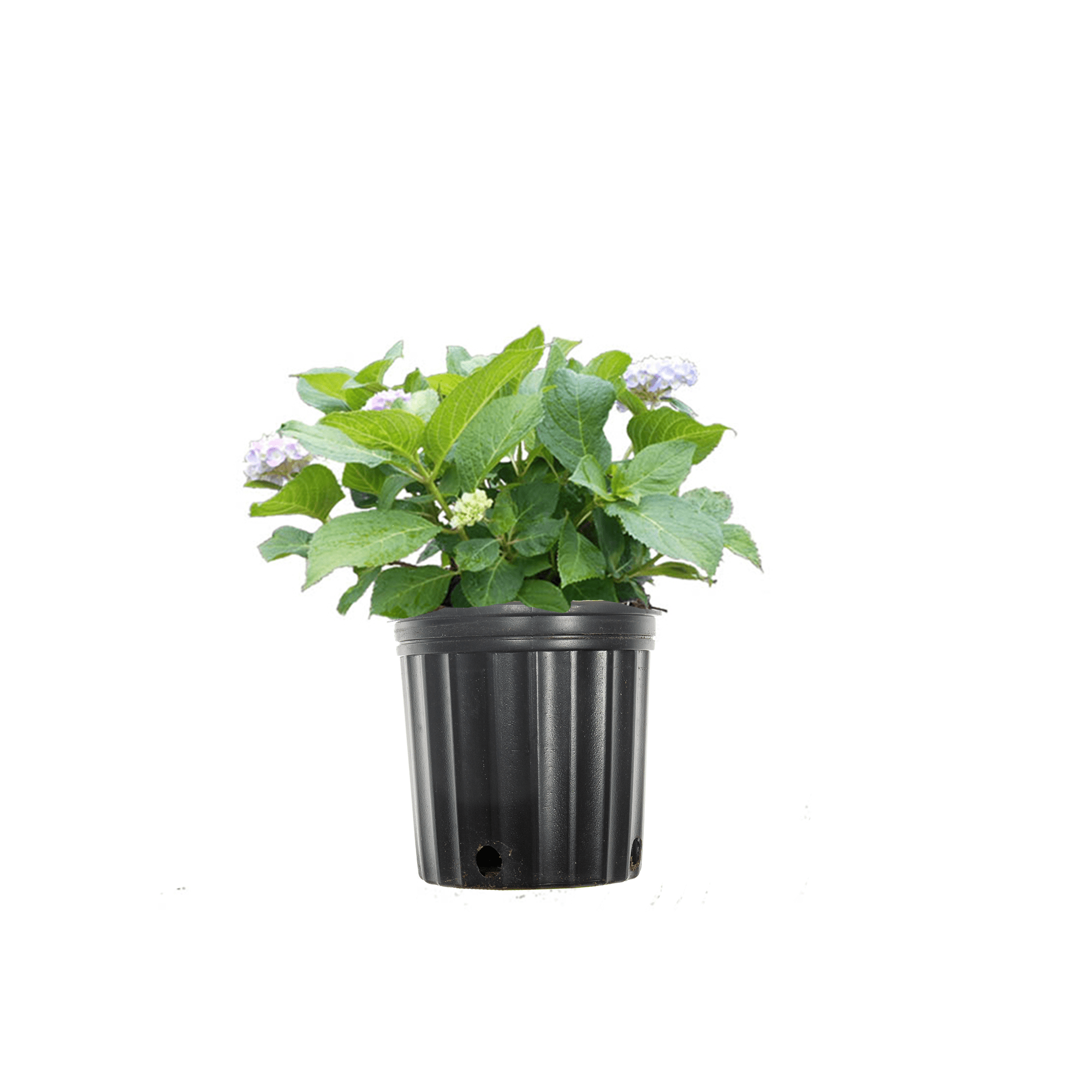 1 Gal. Penny Mac Hydrangea - Different Colored Blooms - Low Maintenance