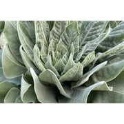Plant Good Seed Mullein Seeds: Yellow Flowers, Green Leaves for Herbal Tea, Full Sun Easy Biennial
