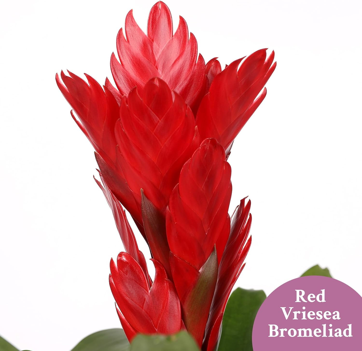 Just Add Ice 15" Tall Red Vriesea Bromeliad in 5" Red Ceramic Pot, Live Plant, Indirect Light, Indoor House Plant