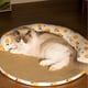 thumbnail image 5 of Fancy - Alfombrilla para cama para perros, colchón de ratán para gatos para todas las estaciones, alfombrilla para dormir para perros pequeños a XXX grandes, sofá para perros, suministros para, 5 of 6