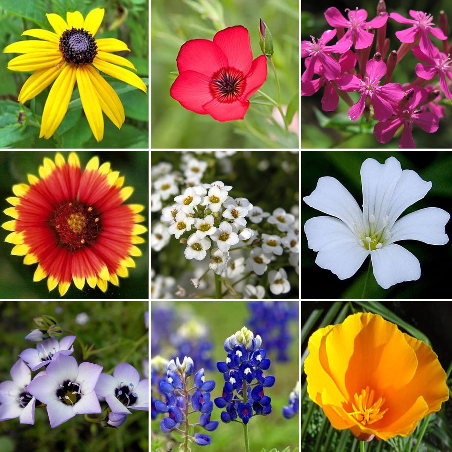 Wildflower Mix Annual 21 Varieties Non GMO Bulk Flower Seeds by Seed Kingdom (1 Lb Seeds)