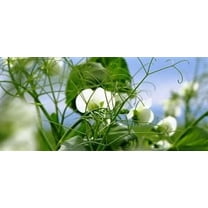 Whistler Winter Pea Seed - 20 Lbs.