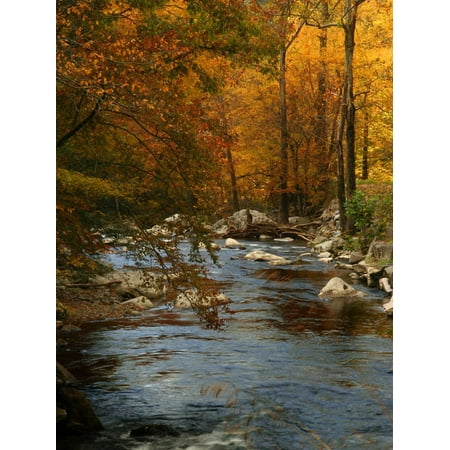 Golden foliage reflected in mountain creek, Smoky Mountain National Park, Tennessee, USA Fall Photo Print Wall Art By Anna (Best Fall Foliage Trips Usa)