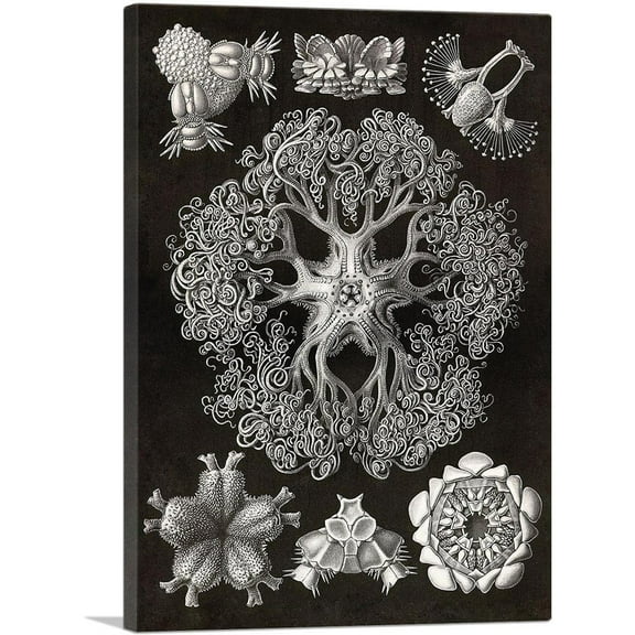 ARTCANVAS Brittle Stars Canvas Art Print by Ernst Haeckel - Size: 26" x 18" (0.75" Deep)