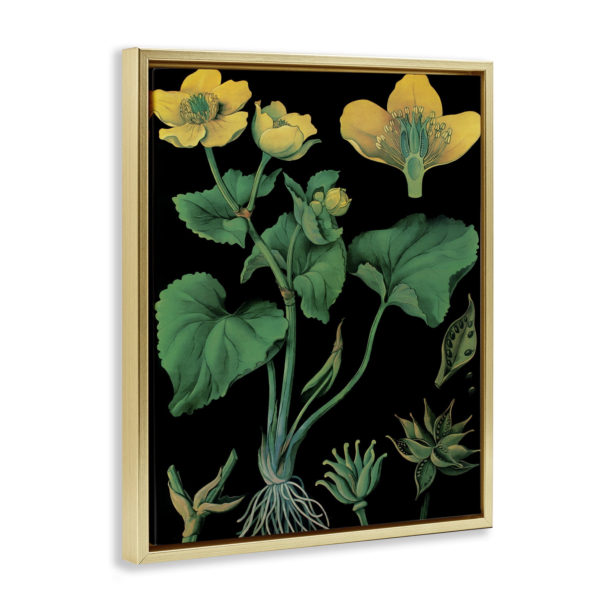 Stupell Industries Marsh Marigold Illustration Study Gold Framed Floater Canvas Wall Art, design by Vintage Hustle