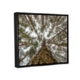 thumbnail image 3 of Stupell Looming Tree Branches Overhead Landscape Photography Black Floater Framed Art Print Wall Art, 3 of 6