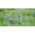 thumbnail image 2 of Gulin, Sylvia 14x9 White Modern Wood Framed Museum Art Print Titled - USA-Washington State-Colfax Palouse field of grass and lupine, 2 of 4