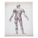 thumbnail image 1 of Póster de anatomía humana. Póster de enseñanza de anatomía. Decoración para colgar en la pared. Póster de anatomía., 1 of 7