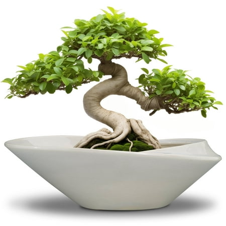 stillaflora 12 inch Large Indoor Ceramic Flower Pot -Bonsai Orchid Planter Indoor Plants Outdoor Decorative,for Balcony Herbs and Decor, Garden,Gray