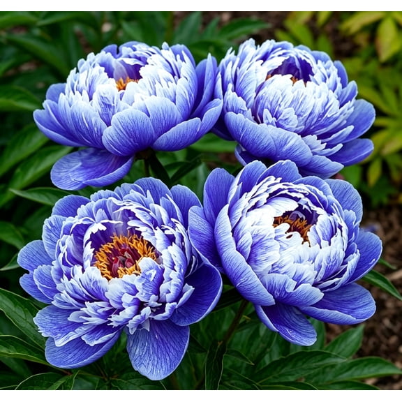 Peony, Low Maintenance - Easy Grow - Ideal for Beds Borders, Plant Pots & Planters