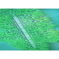 thumbnail image 1 of Ahgly Company Indoor Rectangle Patterned SpringGreen Area Rugs, 7' x 10', 1 of 1