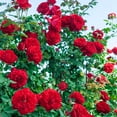 thumbnail image 2 of Lady in Red Dormant Bare Root Climbing Rose, 1-Pack, 2 of 3
