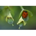 thumbnail image 2 of Susan Vizvary Photography 24x17 Black Ornate Wood Framed with Double Matting Museum Art Print Titled - Lone Ladybug, 2 of 4