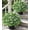 Green - Baby Breath, variant on Geraniums Artificial Flowers for Outdoors, 2 Pack Potted Plants Faux Geraniums Bush Artificial Topiaries Realistic UV Resistant Fake Flowers Greenery for Outside Gardens Porch Patio Yard Indoor, Mix