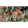 thumbnail image 3 of Photinia Red Tip  3 Extra Large 3 Gallon Plants  Photinia x Fraseri  Evergreen Landscape Hedge Shrub, 3 of 9