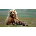 thumbnail image 1 of Bear With Cubs Photo License Plate, 1 of 1