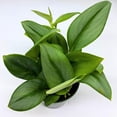 thumbnail image 2 of BubbleBlooms Scindapsus Treubii Moonlight Pothos, Sterling Silver Plant, 4 inch Pot, 2 of 6