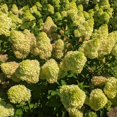 thumbnail image 5 of Dragon Baby&trade; Hardy Hydrangea, 5 of 8