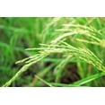 thumbnail image 6 of Long Grain Brown Rice, 16 Pounds — Raw, Vegan, Kosher — by Food to Live, 6 of 6