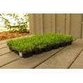 Zoysia Sod Plugs - 72 Large 3