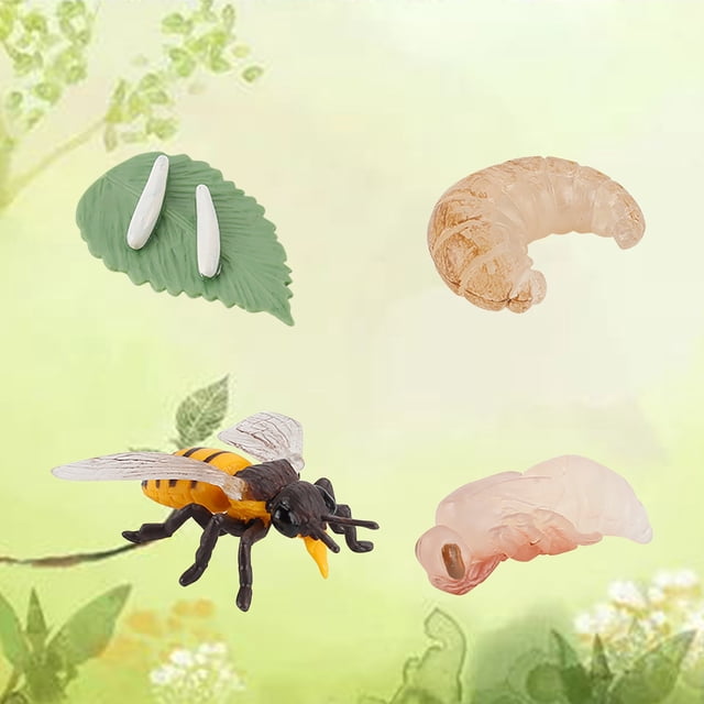 Agiferg Simulation Arthropode Cycle de Vie d'Une Araignée Bee Ladybugs Modèle