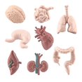 thumbnail image 1 of 8Pcs/Set Organ Model Toy PVC Brain Lungs Small/Large Intestine Stomach Solid Model Early Learning Educational Toy Simulation Heart Model Human Body Science Toys Children Toy Gift, 1 of 10
