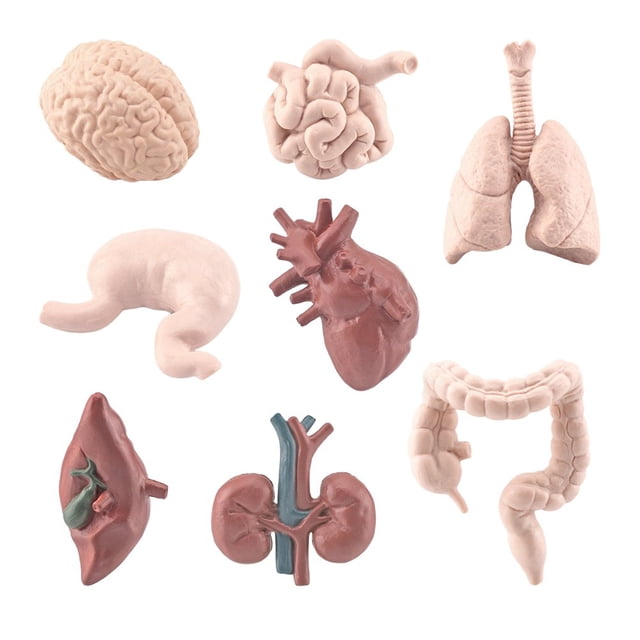 8Pcs/Set Organ Model Toy PVC Brain Lungs Small/Large Intestine Stomach Solid Model Early Learning Educational Toy Simulation Heart Model Human Body Science Toys Children Toy Gift