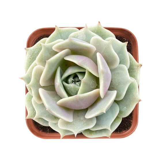 Live Plant Succulent,,Echeveria Lola,Fully Rooted in 2" Pot,Healthy& Easy Care,Mini Succulent for Gift &Garden