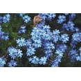thumbnail image 2 of Marshall, Laura 14x11 White Modern Wood Framed Museum Art Print Titled - Forget Me Nots III, 2 of 4