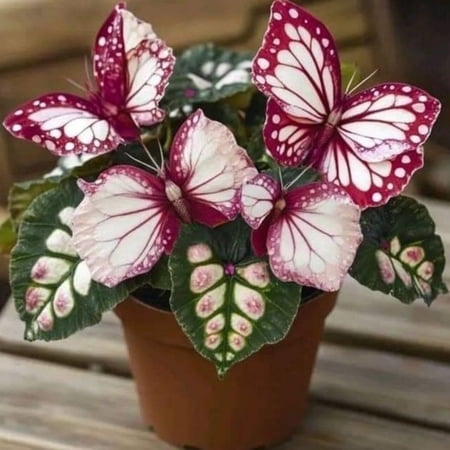 Perennial Butterfly Flower Hostas— Low-Maintenance-Spotted Hostas — Perennial Garden Favorites — An Ideal Choice(Non-Artificial)