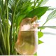thumbnail image 4 of Yuarrent Herramienta de riego automático para pájaros, sistema de riego por goteo para interiores, Kit de riego para plantas en maceta, para Jardín y Patio Rojo Yuarrent HA004139-02, 4 of 6