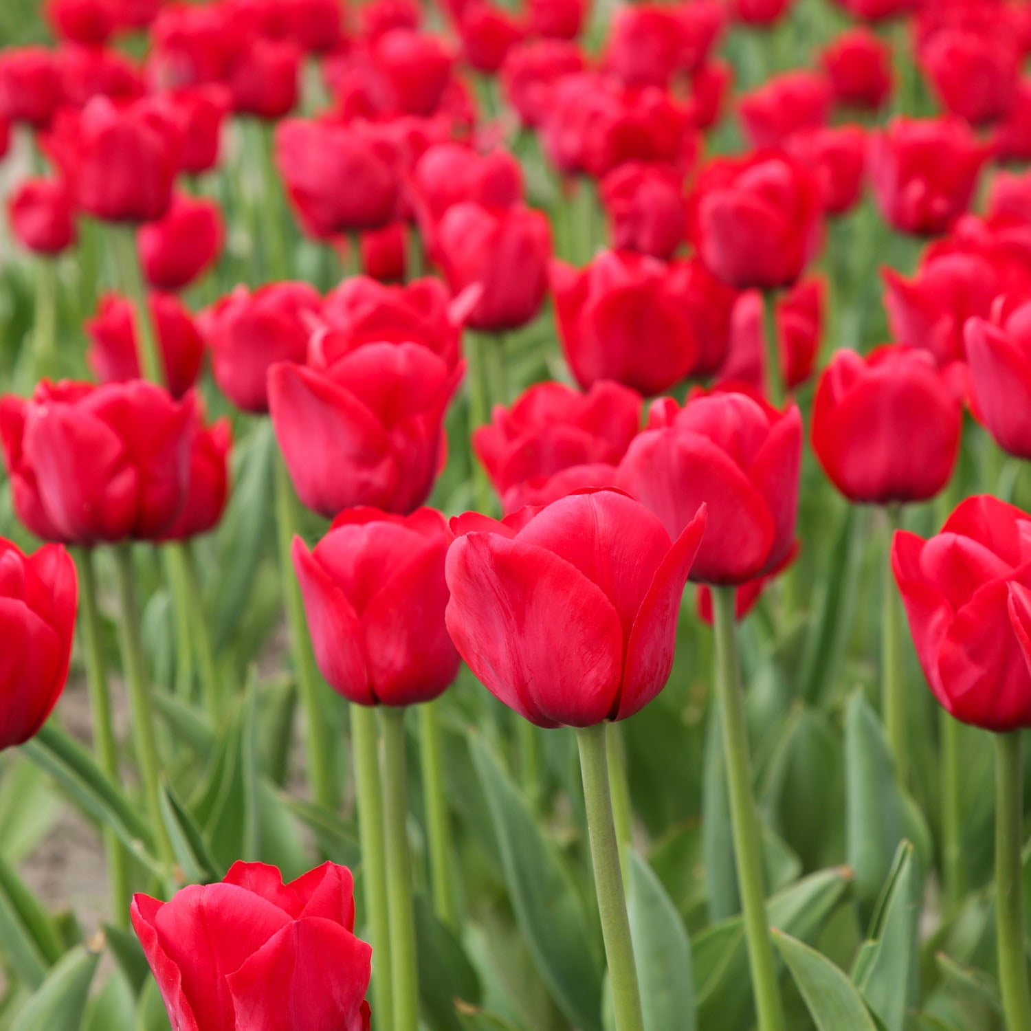 Garden State Bulb Darwin Hybrid Red Apeldoorn Tulip Flower Bulbs, 12/+ cm (Bag of 100)