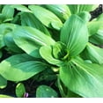 thumbnail image 2 of TomorrowSeeds - Wa Wa Qing Bok Choy Seeds - 1500+ Count - For 2025 Planting Hybrid Green Pak Choi, 2 of 10