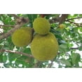 thumbnail image 3 of Geevic Ukwa Breadfruit, 35.2 oz, Dried Breadfruit Seeds, 3 of 5