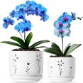thumbnail image 1 of Orchid Pots Thriving Thriving Thicket, juego de 2 unidades de cerámica blanca de 13 cm a 15 cm, 1 of 4