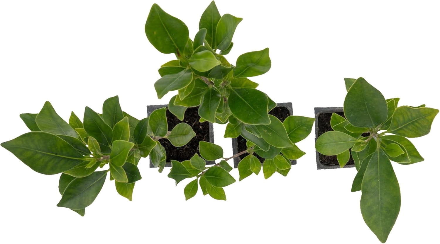 3 Indian Laurel Figs – Live Ficus Nitida Plant – Hardy Evergreen Tree in 2.5” Nursery Cubes – Fast-Growing & Highly Adaptable for Hedges, Screens & Shade