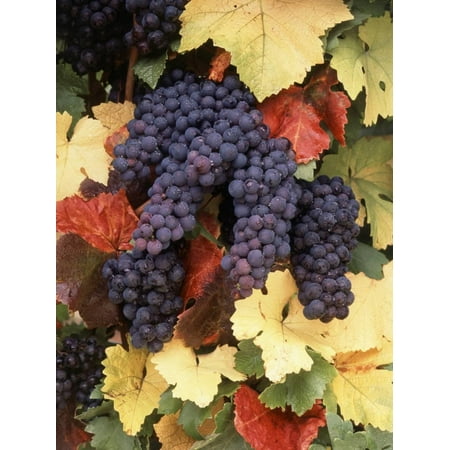 - Pinot Noir Grape, Close-Up, Willamette Valley, Oregon, USA Print Wall Art By Stuart Westmorland
