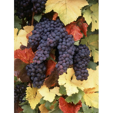 Pinot Noir Grape, Close-Up, Willamette Valley, Oregon, USA Print Wall Art By Stuart
