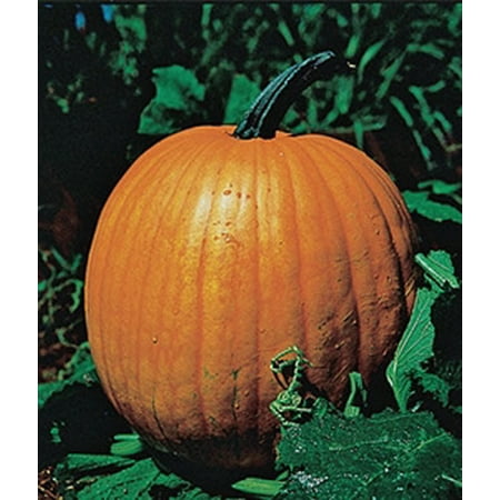 Pumpkin Connecticut Field Seed - 1 Packet (Best Seed For Dove Fields)