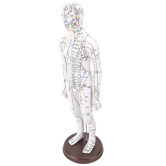 Acupuncture Model, 20.47in PVC Human Body Professional Acupuncture Doll with Base for Student Teaching Demonstration, High Definition Engraving