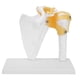 thumbnail image 1 of Modelo de articulación del hombro anatómico humano en tamaño natural 1:1 Modelo de omóplato con ligamentos, 1 of 15