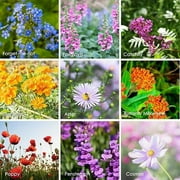 MOUNTAIN VALLEY SEED COMPANY Package of 80,000 Wildflower Seeds - Hummingbird & Butterfly Wild Flower Seeds Collection - 23 Varieties of Pure Non-GMO Flower Seeds for Planting Including Milkweed, Nasturtium, and Forget Me Not