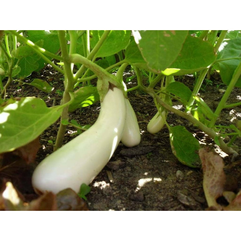  50 semillas de frutas y verduras Casper White Berenjena Solanum  Melongena : Patio, Césped y Jardín