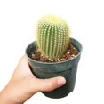 thumbnail image 2 of Golden Ball Cactus (2"+ Plastic Pot) - Lemon Ball Cactus - Live Cactus - Unique Shaped Cactus - Tiny, Lovely, Easy to Care Succulents, 2 of 6