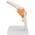 thumbnail image 3 of Modelo de articulación de codo, modelo de articulación de codo Modelo de codo de tamaño natural Modelo de esqueleto de codo Funcionalidad versátil, 3 of 9