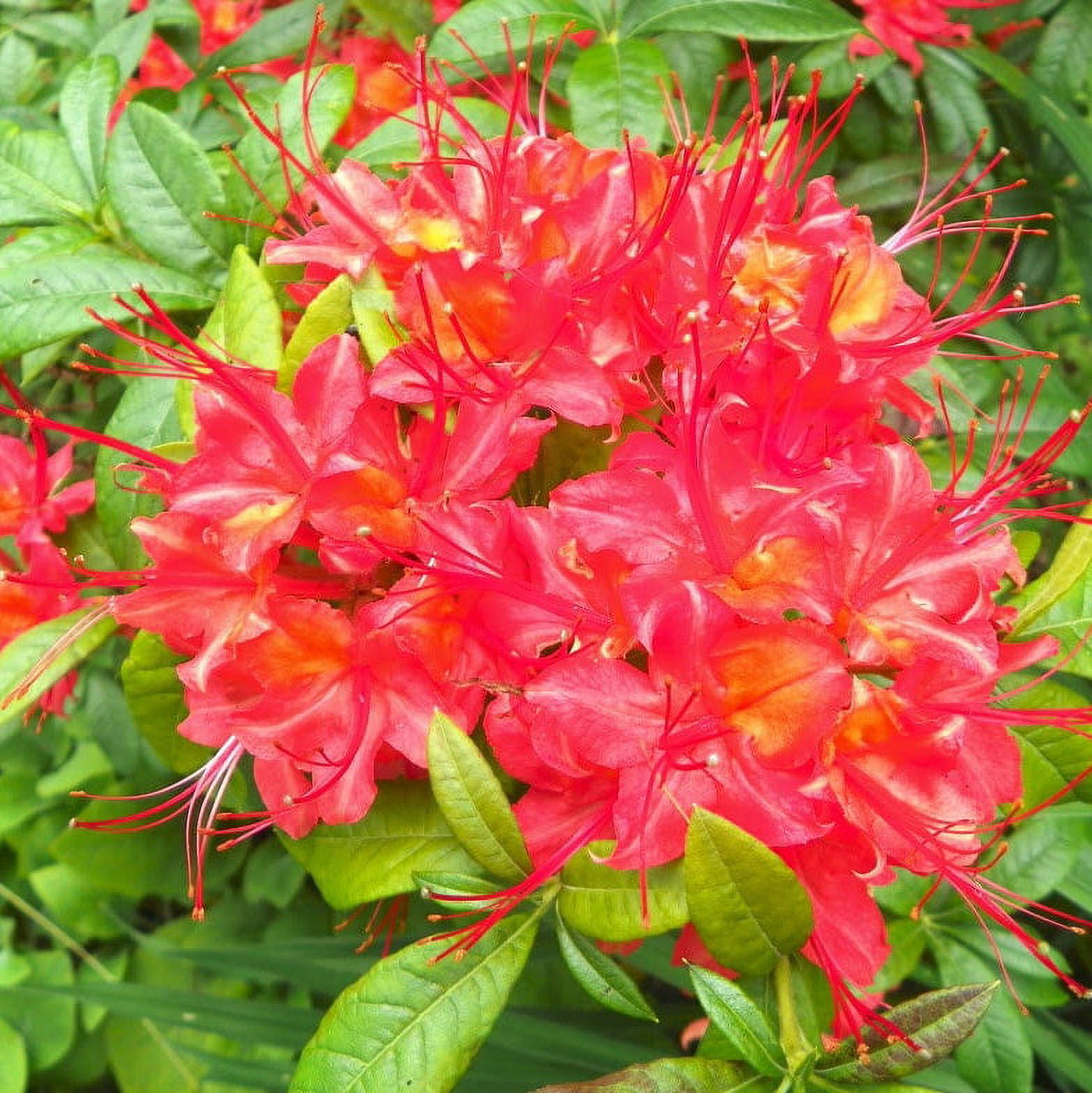 10 RED CUMBERLAND AZALEA Rhododendron Cumberlandense Bush Shrub Flower Seeds - image 5 of 5