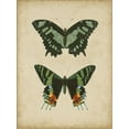 thumbnail image 2 of Vision Studio 15x18 Gold Ornate Wood Framed with Double Matting Museum Art Print Titled - Antique Butterfly Pair II, 2 of 4