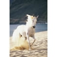thumbnail image 2 of White Horse Running On The Beach. Poster Print, 2 of 2